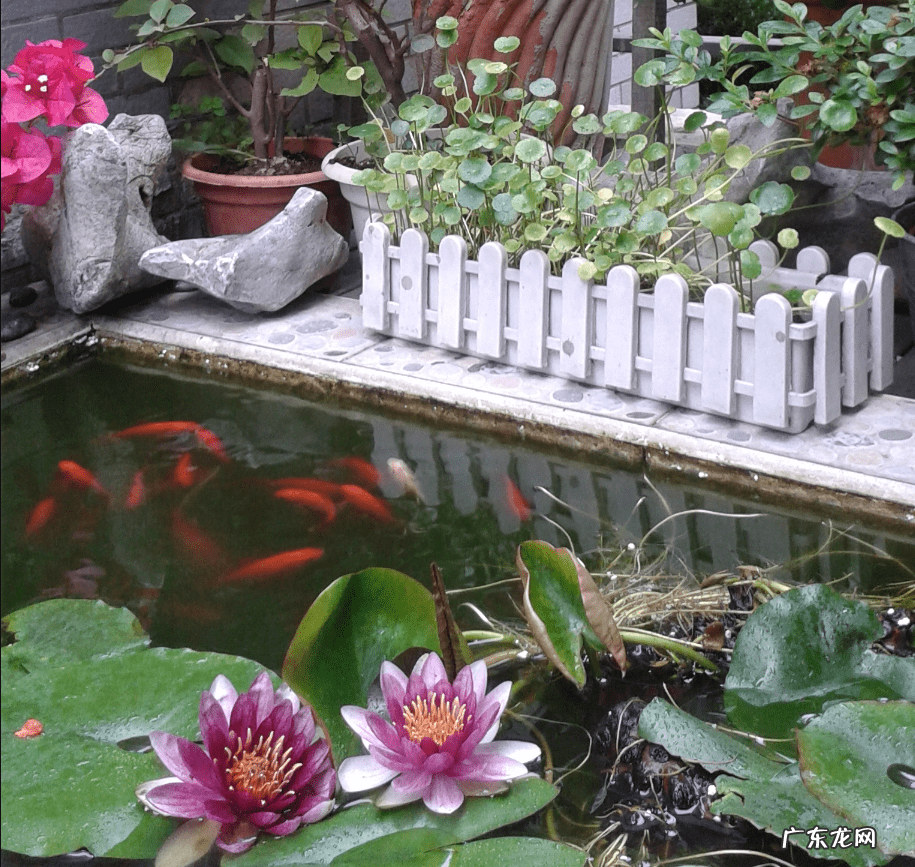 花园挖鱼池对风水好不好 建鱼池的风水讲究