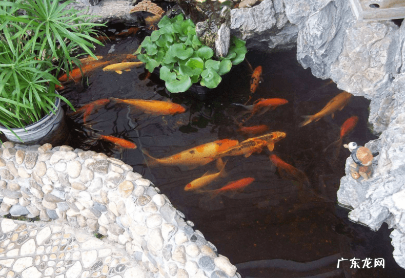 花园挖鱼池对风水好不好 建鱼池的风水讲究