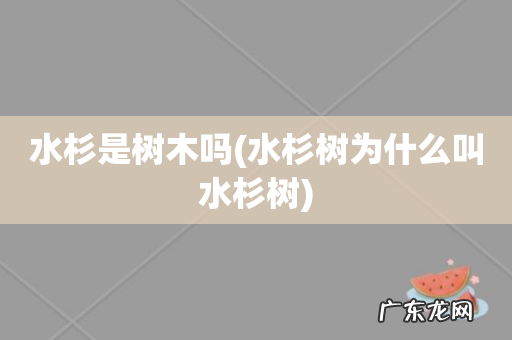 水杉树为什么叫水杉树 水杉是树木吗