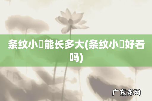 条纹小鲃好看吗 条纹小鲃能长多大