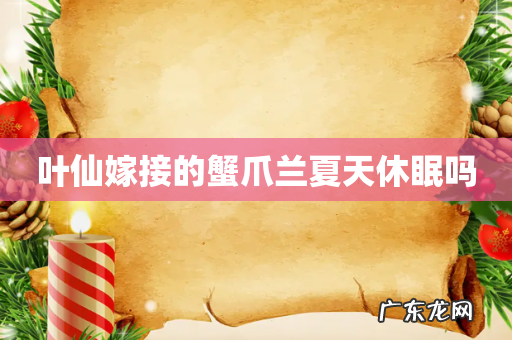 叶仙嫁接的蟹爪兰夏天休眠吗