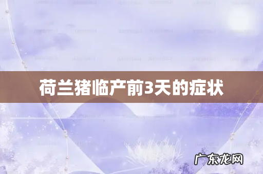 荷兰猪临产前3天的症状