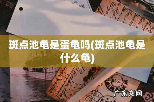 斑点池龟是什么龟 斑点池龟是蛋龟吗