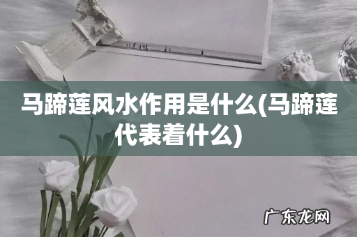 马蹄莲代表着什么 马蹄莲风水作用是什么