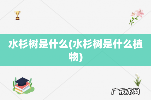 水杉树是什么植物 水杉树是什么