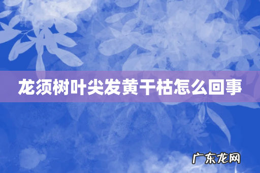 龙须树叶尖发黄干枯怎么回事