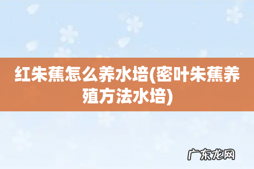 密叶朱蕉养殖方法水培 红朱蕉怎么养水培