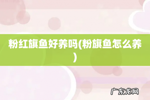 粉旗鱼怎么养 粉红旗鱼好养吗