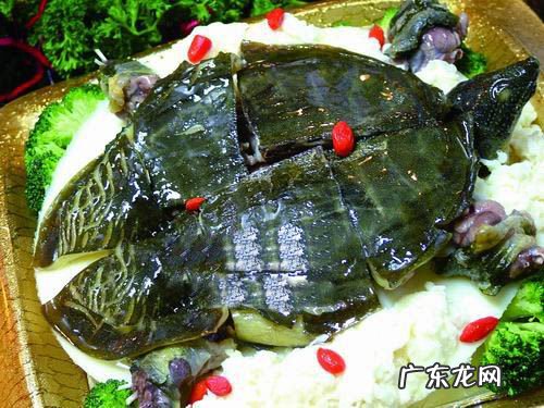 甲鱼的做法与配方大全 甲鱼的做法大全家常
