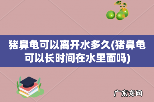 猪鼻龟可以长时间在水里面吗 猪鼻龟可以离开水多久