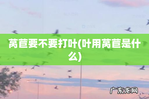 叶用莴苣是什么 莴苣要不要打叶