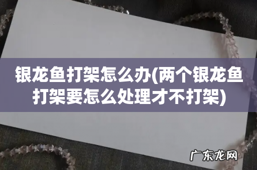 两个银龙鱼打架要怎么处理才不打架 银龙鱼打架怎么办
