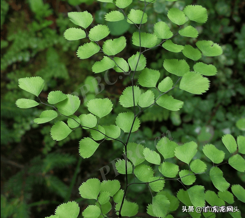 铁线蕨的风水好吗 铁线蕨的风水作用