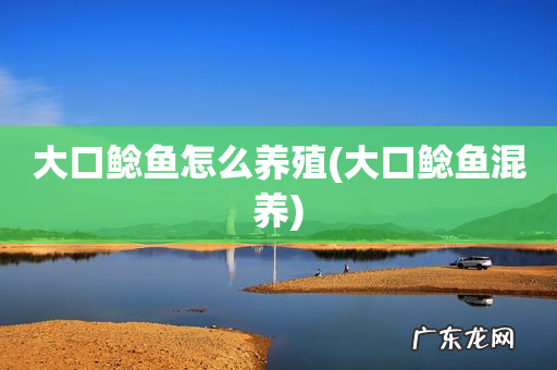 大口鲶鱼混养 大口鲶鱼怎么养殖