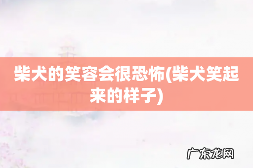 柴犬笑起来的样子 柴犬的笑容会很恐怖