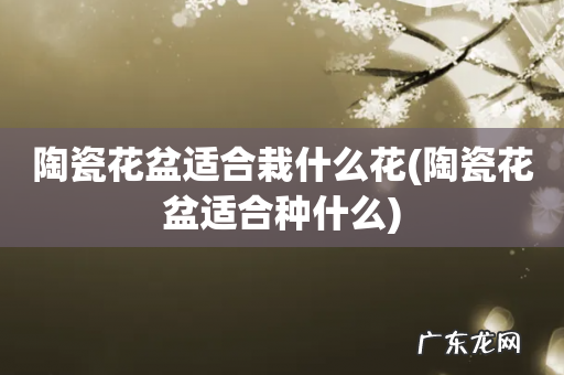 陶瓷花盆适合种什么 陶瓷花盆适合栽什么花