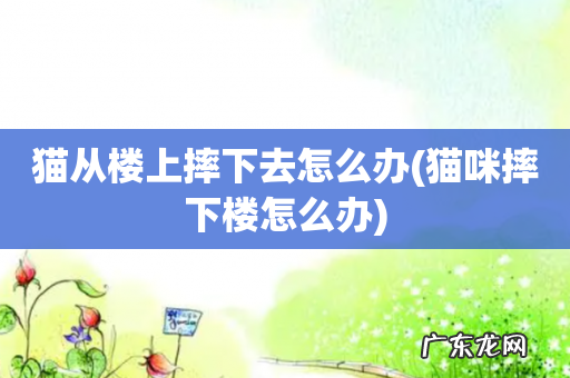 猫咪摔下楼怎么办 猫从楼上摔下去怎么办