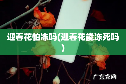 迎春花能冻死吗 迎春花怕冻吗