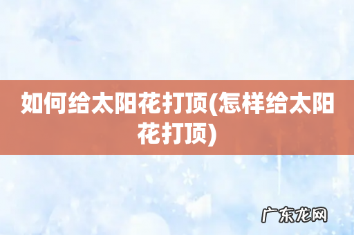 怎样给太阳花打顶 如何给太阳花打顶
