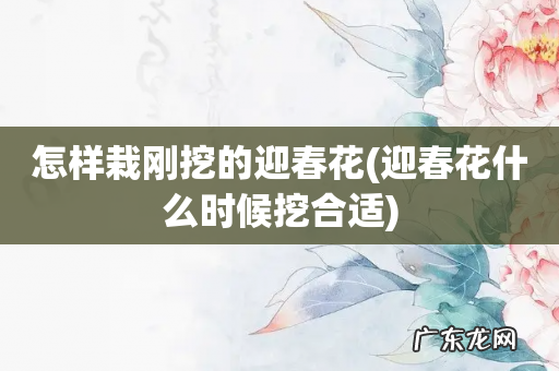 迎春花什么时候挖合适 怎样栽刚挖的迎春花