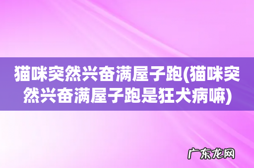 猫咪突然兴奋满屋子跑是狂犬病嘛 猫咪突然兴奋满屋子跑