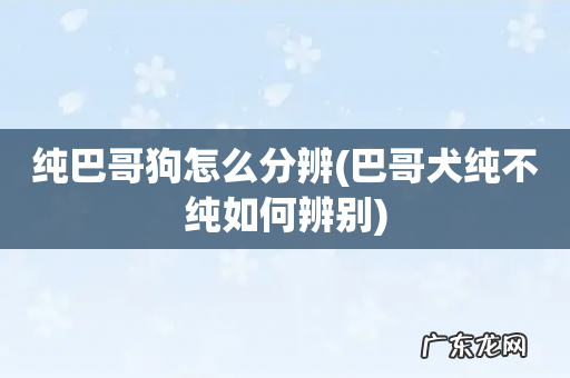 巴哥犬纯不纯如何辨别 纯巴哥狗怎么分辨
