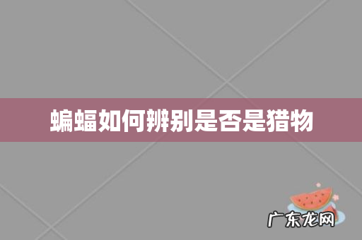 蝙蝠如何辨别是否是猎物