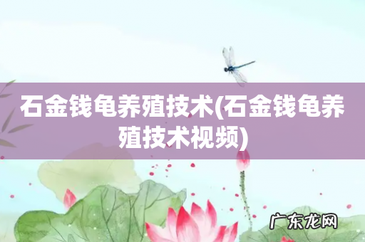 石金钱龟养殖技术视频 石金钱龟养殖技术