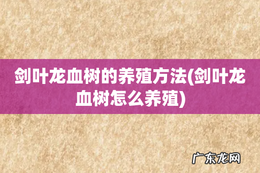 剑叶龙血树怎么养殖 剑叶龙血树的养殖方法