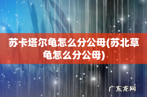 苏北草龟怎么分公母 苏卡塔尔龟怎么分公母