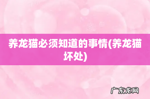 养龙猫坏处 养龙猫必须知道的事情