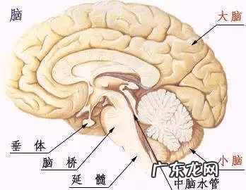 小脑萎缩严重吗 小脑萎缩是怎么引起的