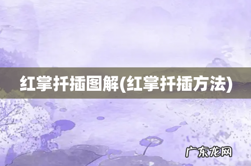 红掌扦插方法 红掌扦插图解