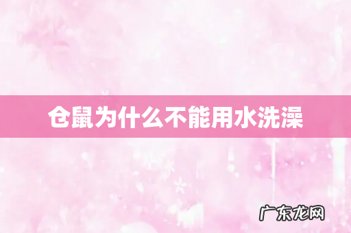 仓鼠为什么不能用水洗澡