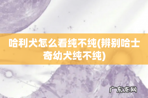 辨别哈士奇幼犬纯不纯 哈利犬怎么看纯不纯