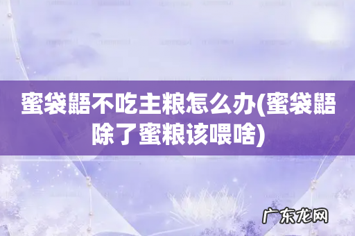 蜜袋鼯除了蜜粮该喂啥 蜜袋鼯不吃主粮怎么办