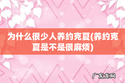 养约克夏是不是很麻烦 为什么很少人养约克夏