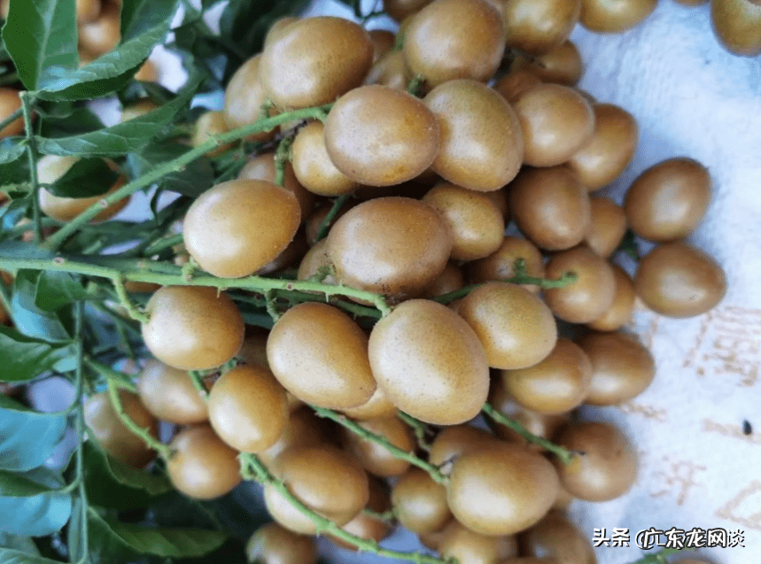 碱性水果排名 碱性水果有哪些