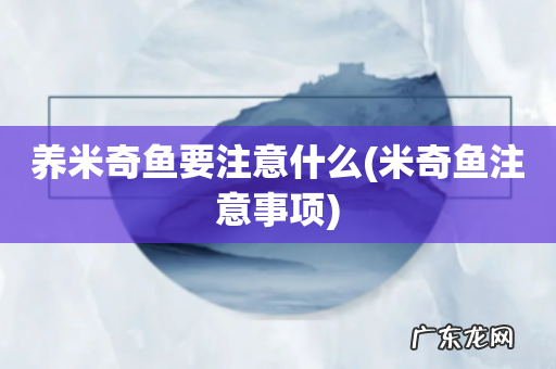 米奇鱼注意事项 养米奇鱼要注意什么