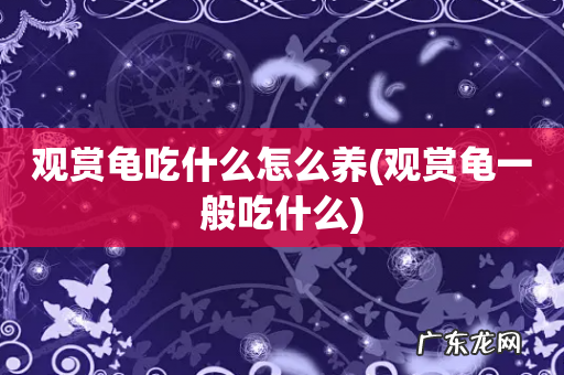 观赏龟一般吃什么 观赏龟吃什么怎么养