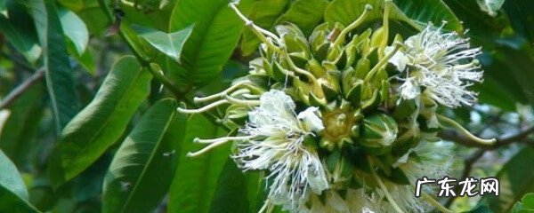 客厅盆景摆放风水 盆景八宝树图片大全