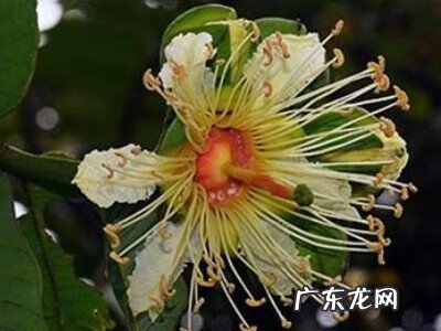 客厅盆景摆放风水 盆景八宝树图片大全