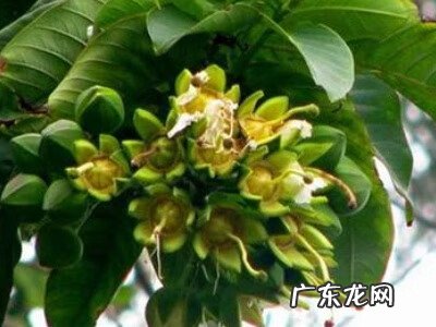 客厅盆景摆放风水 盆景八宝树图片大全