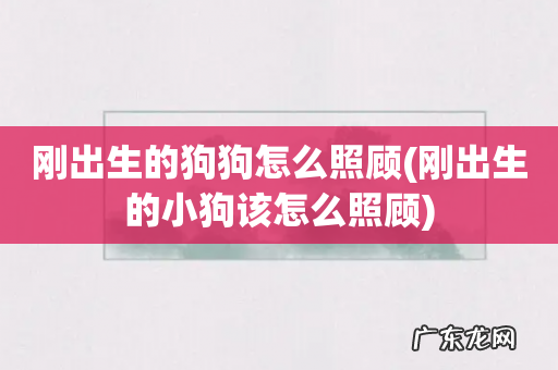 刚出生的小狗该怎么照顾 刚出生的狗狗怎么照顾