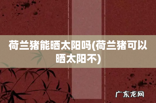 荷兰猪可以晒太阳不 荷兰猪能晒太阳吗