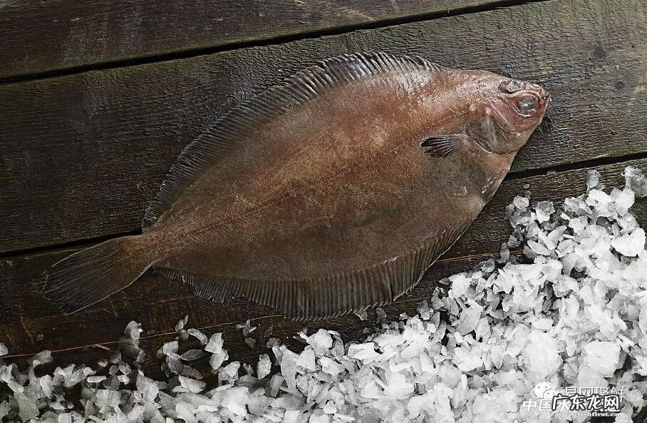 鲽鱼做法 鲽鱼是什么鱼