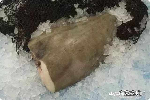 鲽鱼做法 鲽鱼是什么鱼