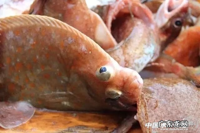 鲽鱼做法 鲽鱼是什么鱼