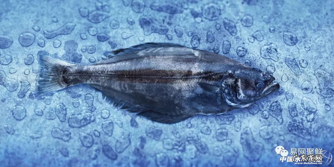 鲽鱼做法 鲽鱼是什么鱼