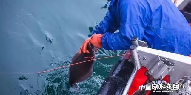 鲽鱼做法 鲽鱼是什么鱼